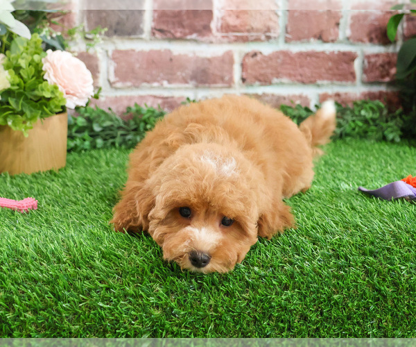 Medium Photo #2 Cavapoo (Miniature) Puppy For Sale in SYRACUSE, IN, USA