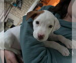 Small #33 Bullboxer Pit