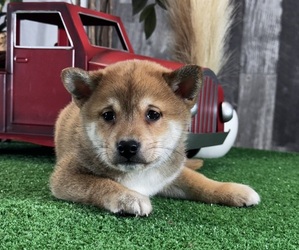 Shiba Inu Puppy for sale in CANOGA, NY, USA