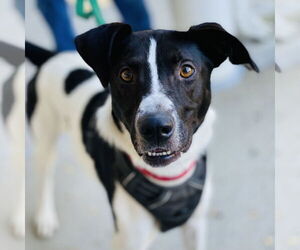 Mutt Dogs for adoption in Fairfax, VA, USA