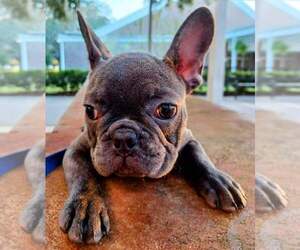 French Bulldog Puppy for sale in TAMPA, FL, USA