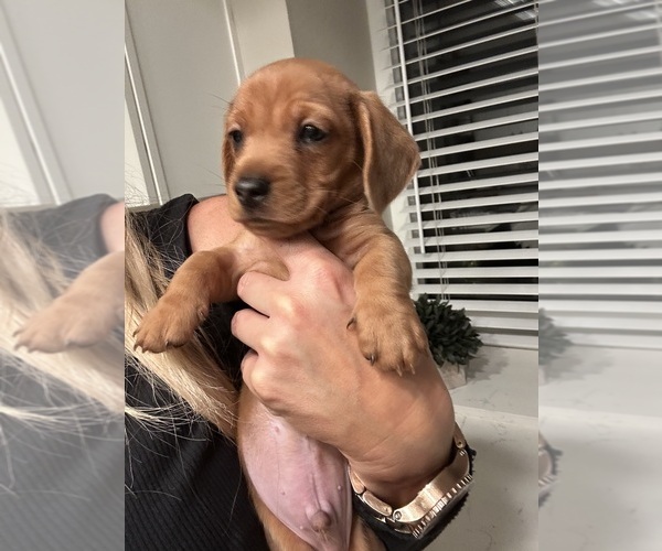 Medium Photo #10 Dachshund Puppy For Sale in SAN DIEGO, CA, USA