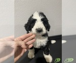 Small Photo #1 Bernedoodle Puppy For Sale in ANNA, TX, USA