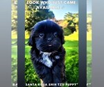Small Photo #11 Shih Tzu Puppy For Sale in DISPUTANTA, VA, USA