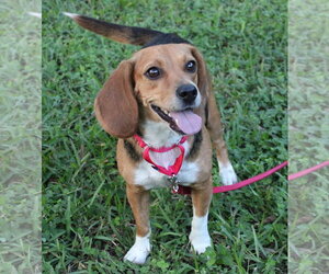 Sundae aka Sunni - Female Beagle Dog for Adoption - Photo #5