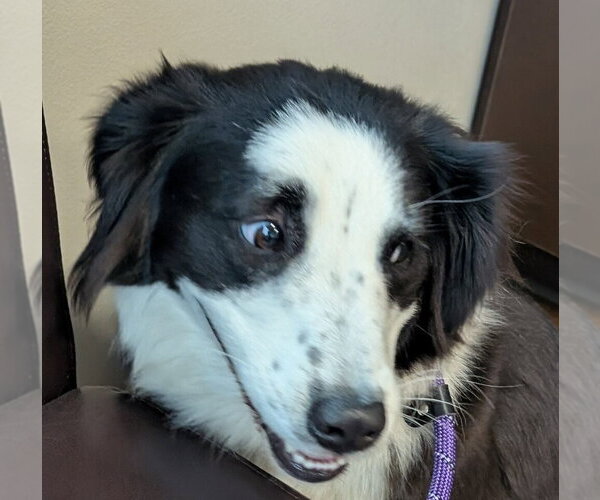 Medium Photo #4 Mutt Puppy For Sale in Boston, MA, USA