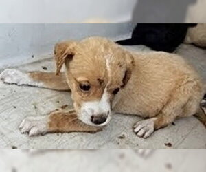 Labrador Retriever Dogs for adoption in Houston, TX, USA