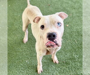 Boxer-Unknown Mix Dogs for adoption in Tavares, FL, USA