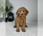Small Photo #6 Goldendoodle (Miniature) Puppy For Sale in FRANKLIN, IN, USA