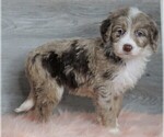 Small Photo #5 Aussiedoodle Puppy For Sale in FREDERICKSBG, OH, USA