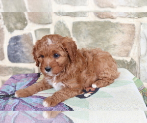 Cavapoo Puppy for sale in FLUSHING, NY, USA
