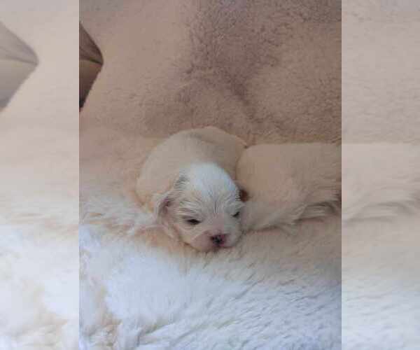 Medium Photo #2 Shih Tzu Puppy For Sale in CANBY, OR, USA