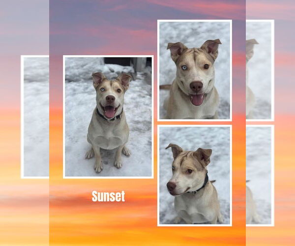 Medium Photo #2 American Pit Bull Terrier-Unknown Mix Puppy For Sale in Duluth, MN, USA