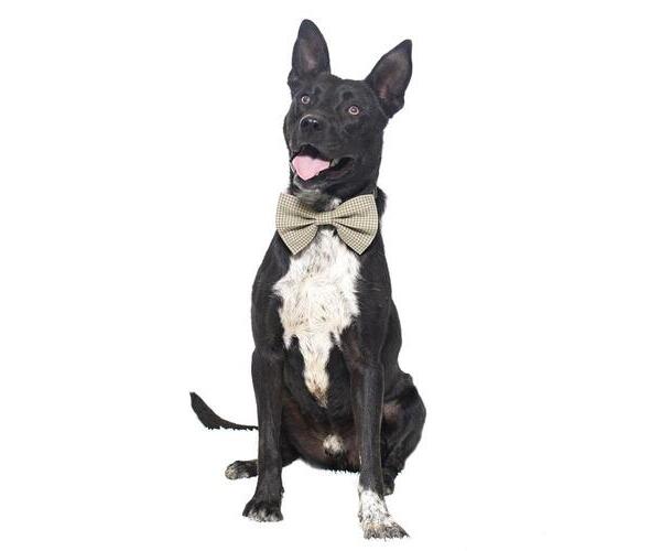 Medium Photo #3 Borador Puppy For Sale in Santa Maria, CA, USA