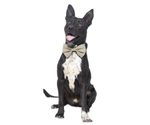 MASON - Male Borador Dog for Adoption - Photo #3