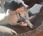 Small Photo #2 English Setter-German Shorthaired Pointer Mix Puppy For Sale in AMESBURY, MA, USA