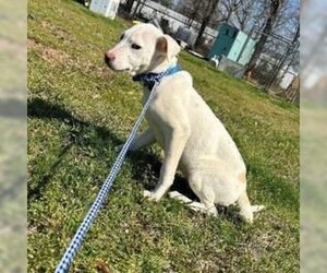 Labrador Retriever-Unknown Mix Dogs for adoption in Bristol, CT, USA