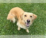 Small #3 Golden Retriever Mix
