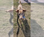 Small #10 Italian Greyhuahua