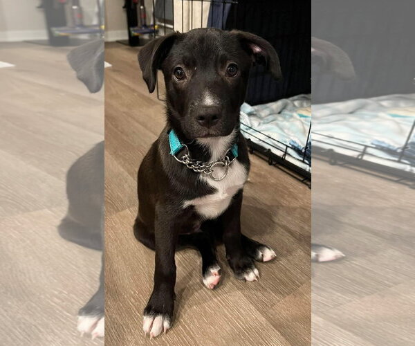 Medium Photo #1 Border-Aussie Puppy For Sale in Des Moines, IA, USA