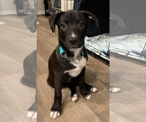 Border-Aussie Dogs for adoption in Des Moines, IA, USA