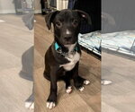 Small Border-Aussie