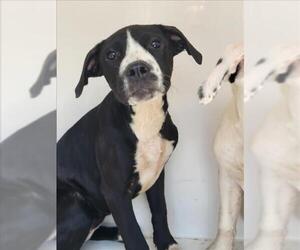 Medium American Bulldog Mix