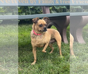 Sugar - Female Chug Dog for Adoption - Photo #3