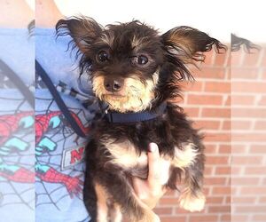 Mutt Dogs for adoption in Carrollton, TX, USA