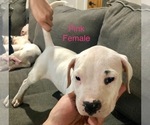 Small Photo #2 Dogo Argentino Puppy For Sale in BEAUMONT, CA, USA