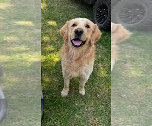Father of the Golden Retriever puppies born on 06/26/2025