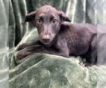 Small German Shepherd Dog
