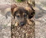 Small Photo #2 German Shepherd Dog Puppy For Sale in HUNTERSVILLE, NC, USA