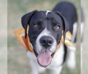 American Staffordshire Terrier-Unknown Mix Dogs for adoption in San Antonio, TX, USA