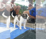Small #1 Catahoula Leopard Dog-Mountain Cur Mix