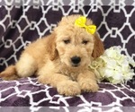 Small Photo #15 Goldendoodle Puppy For Sale in LAKELAND, FL, USA