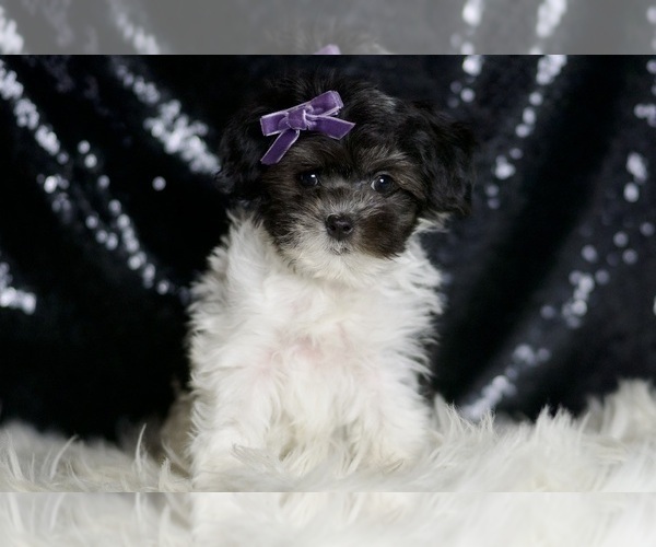 Medium Photo #2 Maltipoo Puppy For Sale in WARSAW, IN, USA