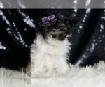 Small #1 Maltipoo