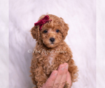 Image preview for Ad Listing. Nickname: Litter of 19