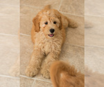 Small Photo #6 Goldendoodle Puppy For Sale in BAY VIEW, WI, USA