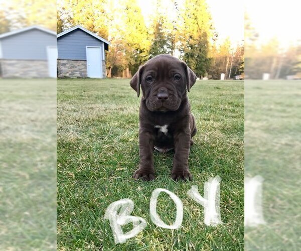 Medium Photo #10 American Bully-Labrador Retriever Mix Puppy For Sale in BLAINE, WA, USA