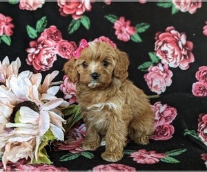 Cavapoo Puppy for sale in QUARRYVILLE, PA, USA