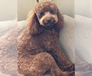 Father of the Goldendoodle (Miniature) puppies born on 11/06/2025