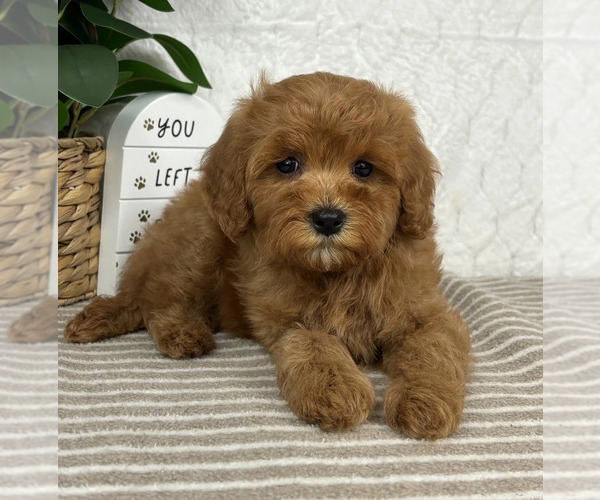 Medium Photo #5 Cavapoo Puppy For Sale in GREENFIELD, IN, USA