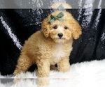 Puppy Latte AKC Poodle (Miniature)