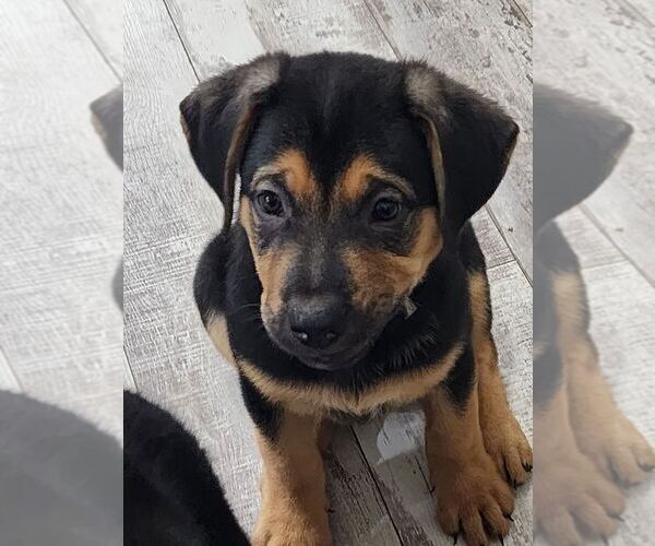 Medium Photo #1 Shepweiller Puppy For Sale in PORT SAINT LUCIE, FL, USA