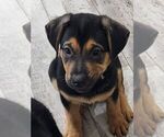 Small Photo #1 Shepweiller Puppy For Sale in PORT SAINT LUCIE, FL, USA