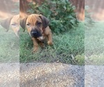 Small #14 Rhodesian Ridgeback