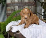Small Photo #68 Cavapoo Puppy For Sale in GOSHEN, IN, USA