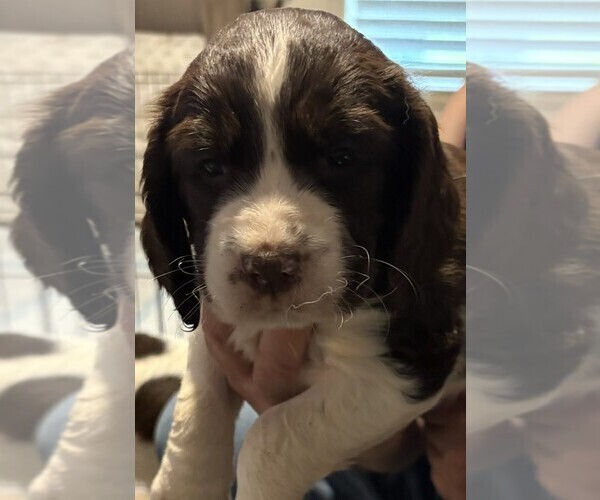 Medium Photo #10 English Springer Spaniel Puppy For Sale in TUALATIN, OR, USA